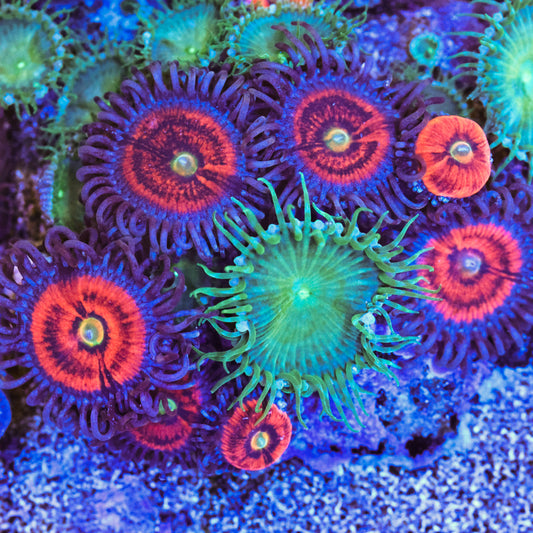 Everlasting Gobstopper Zoa