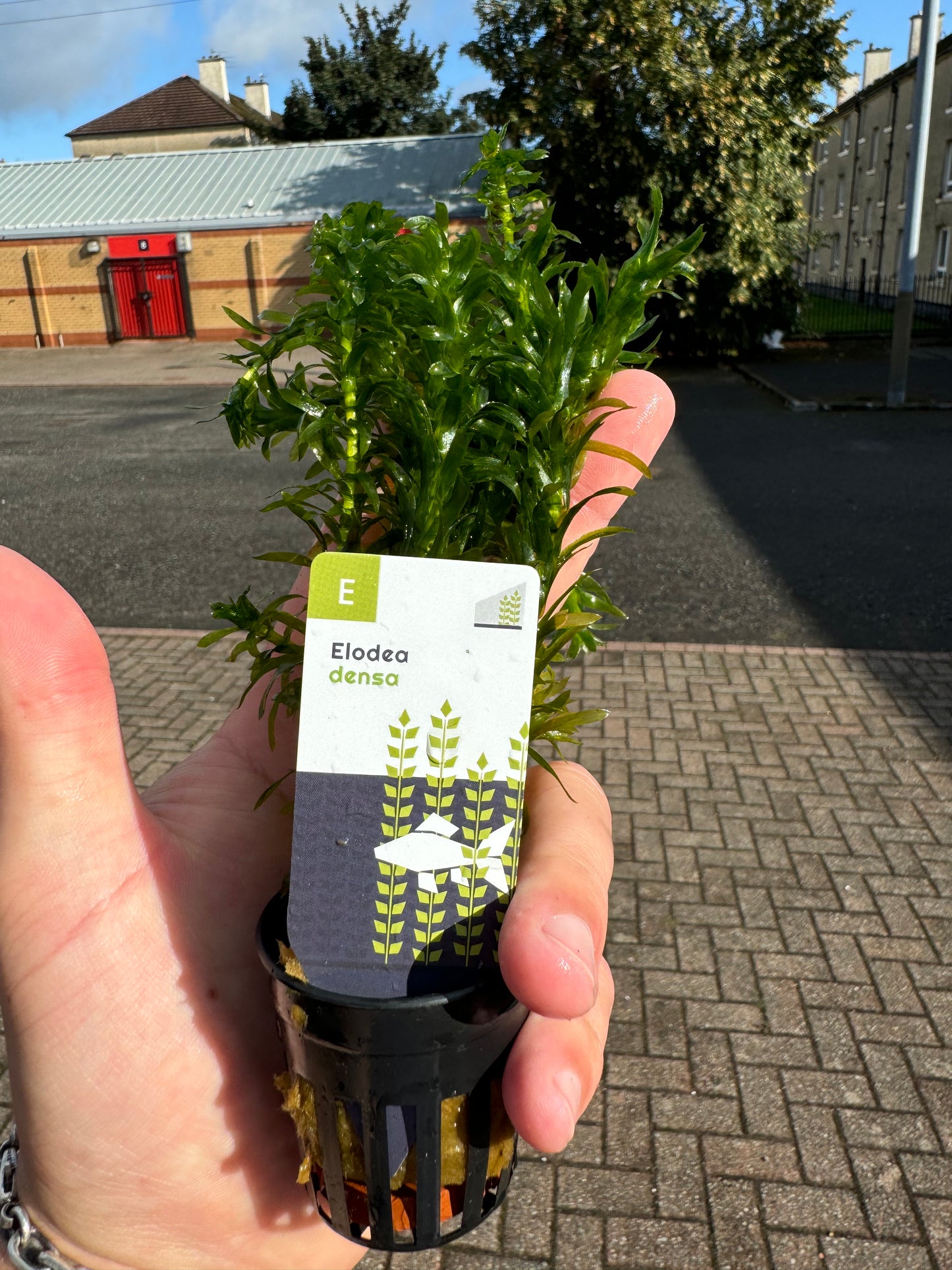 Elodea Densa in 5cm Pot