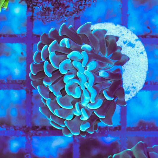 WYSIWYG Blue Hammer Colony - 1 Head