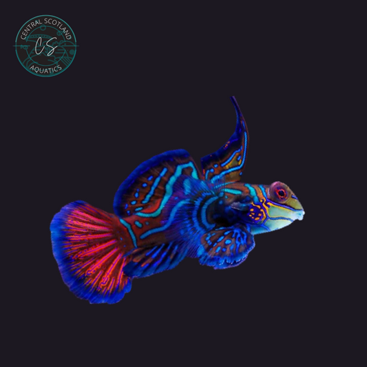 Tank bred Blue Mandarin Synchiropus splendidus in UK reef aquarium