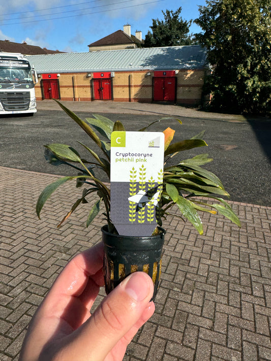 Cryptocoryne Petchii Pink in 5cm Pot