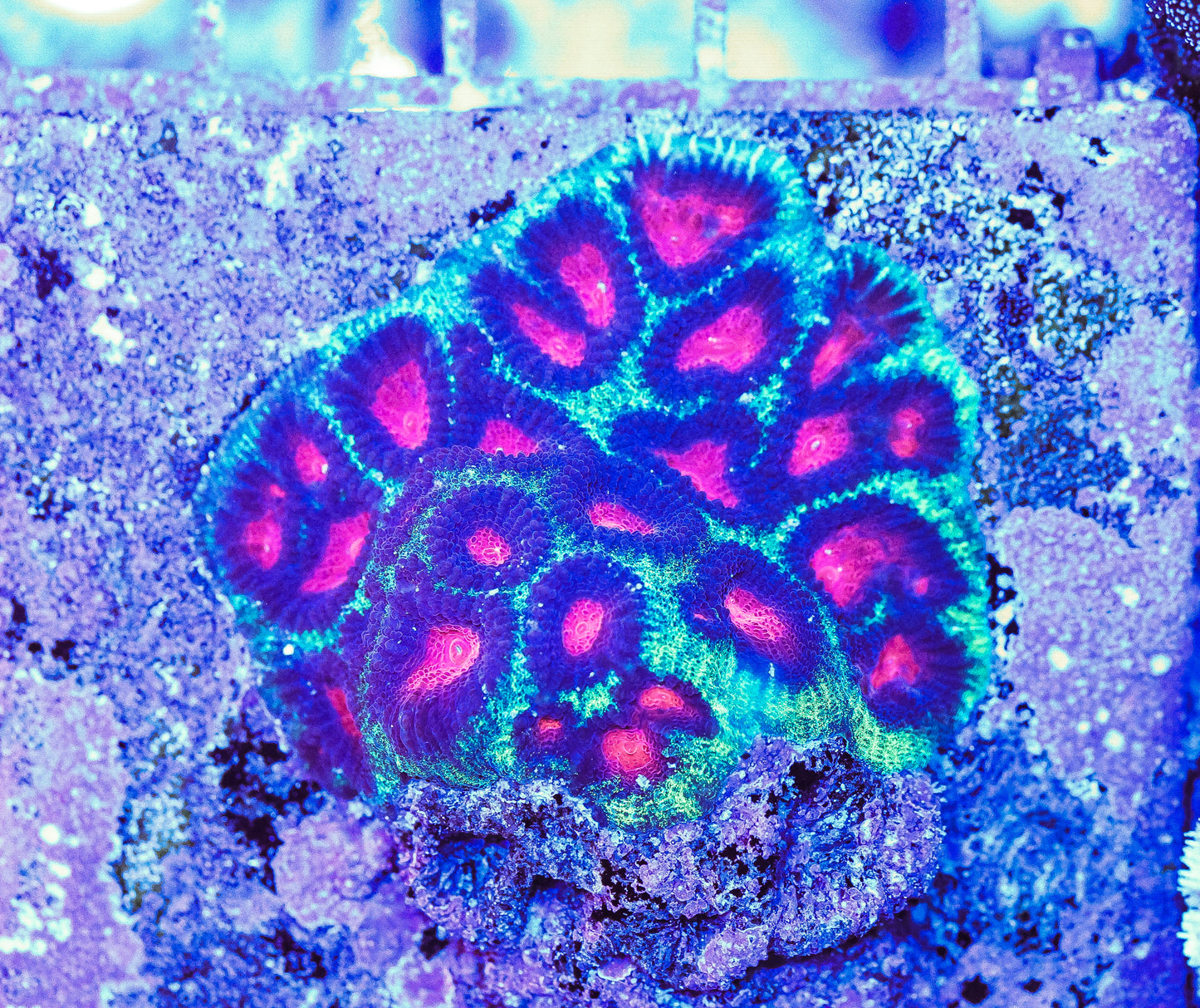 WYSIWYG Watermelon Favia Mini Colony