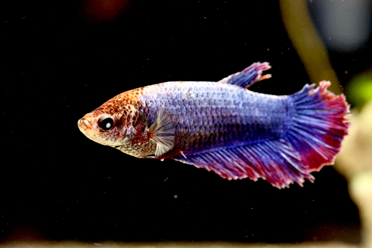 WYSIWYG Female Betta/Fighter 5cm