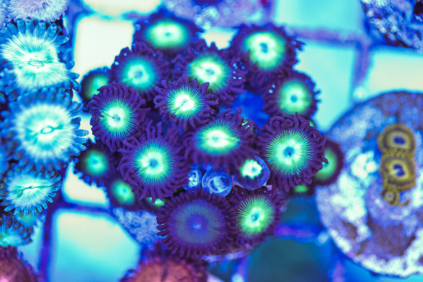 WYSIWYG Granny Smith Zoa 20 Polyps