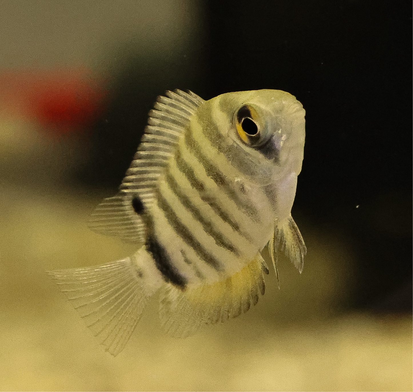 Green Severum