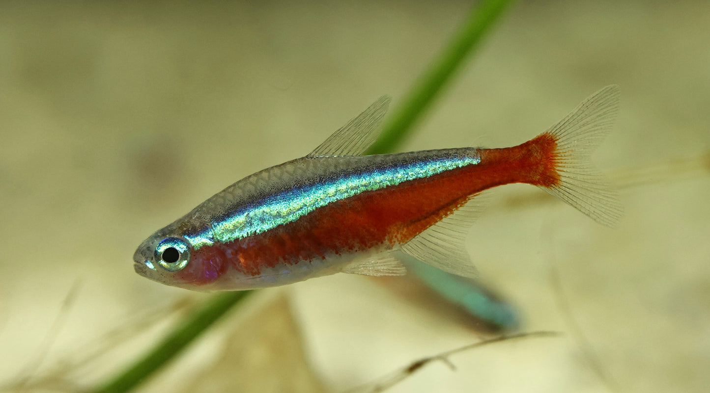 Cardinal Tetra 2-3cm