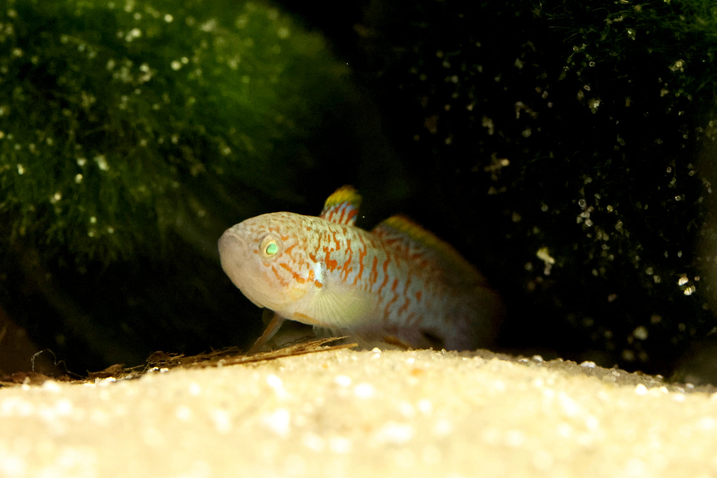 Peacock Gudgeon 2-3cm