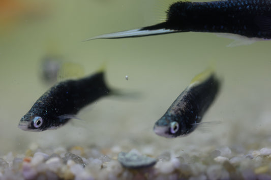 Black Swordtail 4-5cm