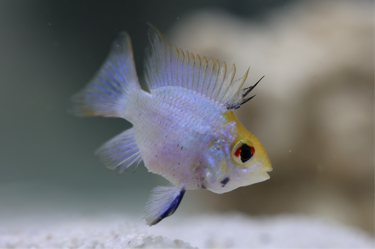 Electric Blue Balloon Ram 3-4cm