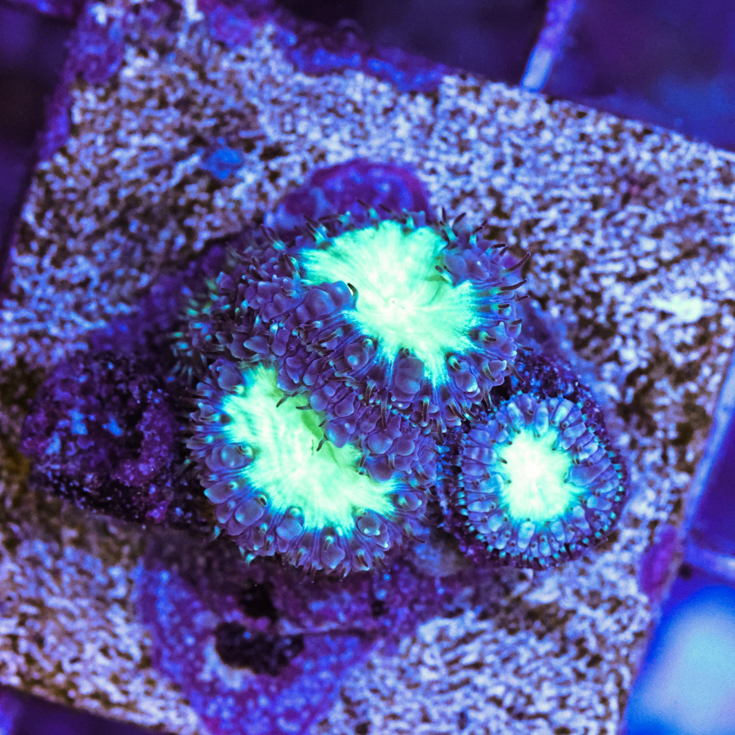 WYSIWYG Blastomussa Blue & Green 3+ Polyps