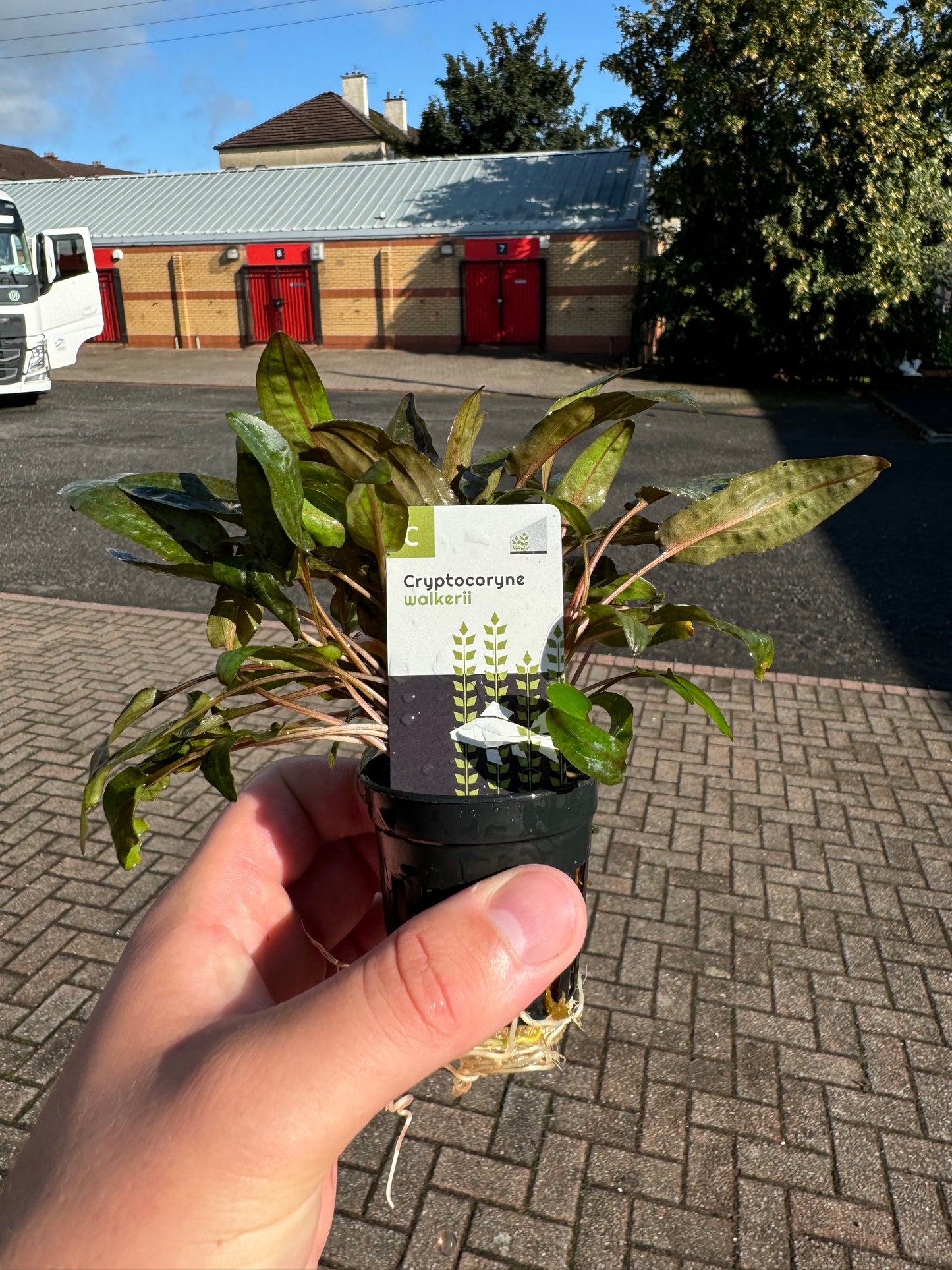 Cryptocoryne Walkerii in 5cm Pot