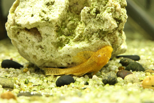 Gold Bristlenose Pleco 5-6cm