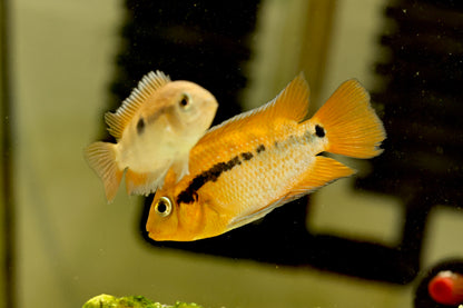 Rainbow Cichlid (Herotilapia multispinosa) 6-7cm