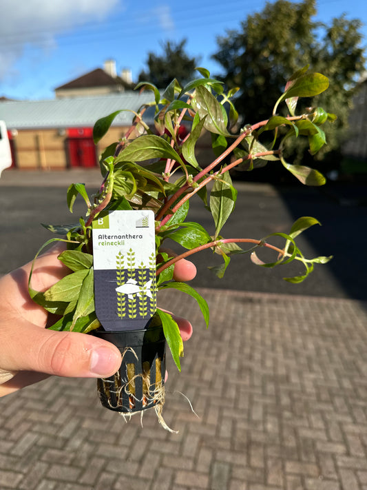 Alternanthera Reineckii in 5cm Pot