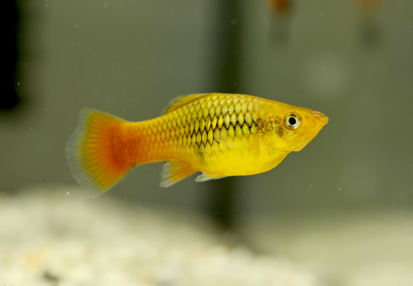 Variatus Platy 4-5cm