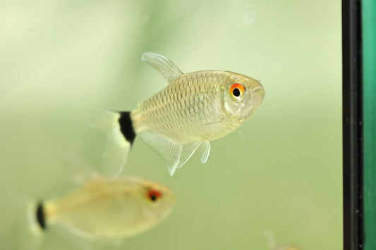 Red Eye Tetra 4cm