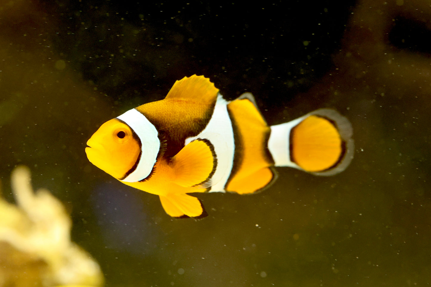 Black Percula Clownfish Pair 3-4cm