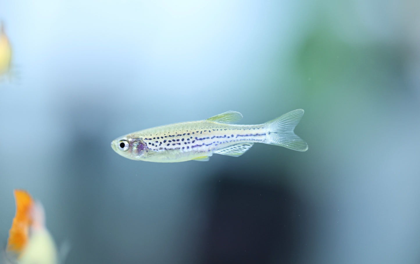 Leopard Danio 3cm