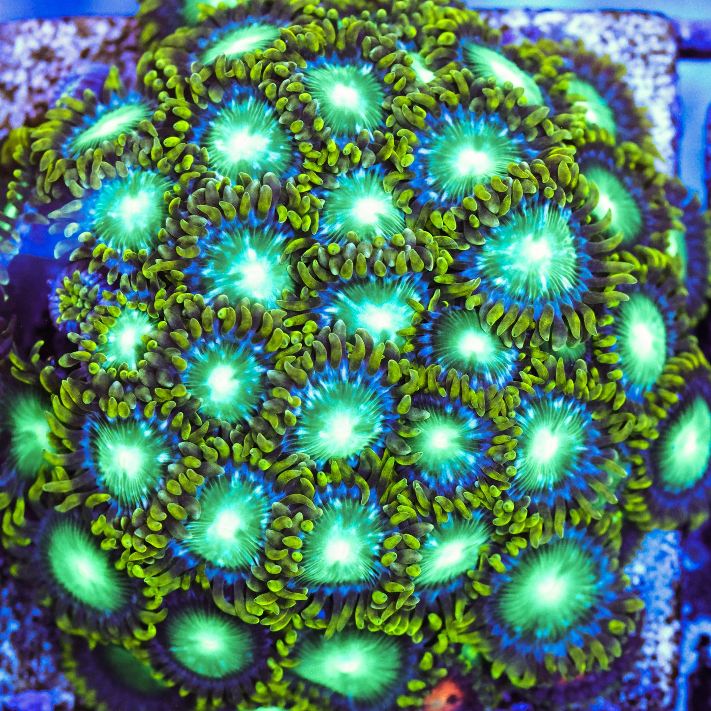 Radioactive Dragon Eye Zoa