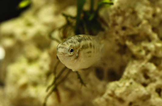 Humpback Acara - Laetacara Araguaiae 2-3cm *Rare*