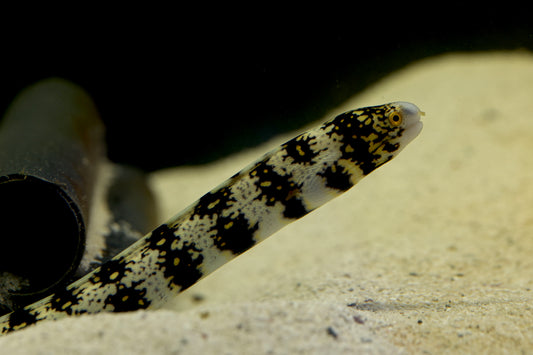 Snowflake Eel 25-30cm