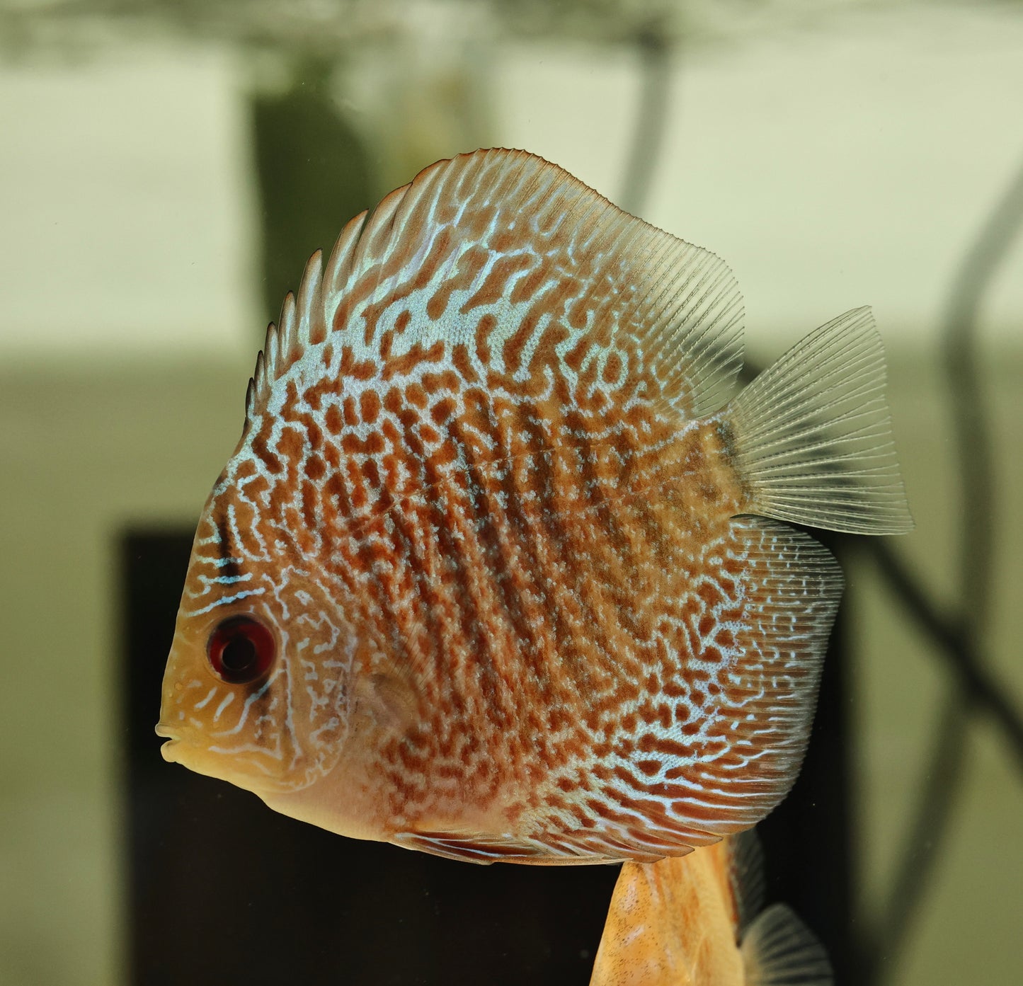 Hand Picked Assorted Discus 6-7cm