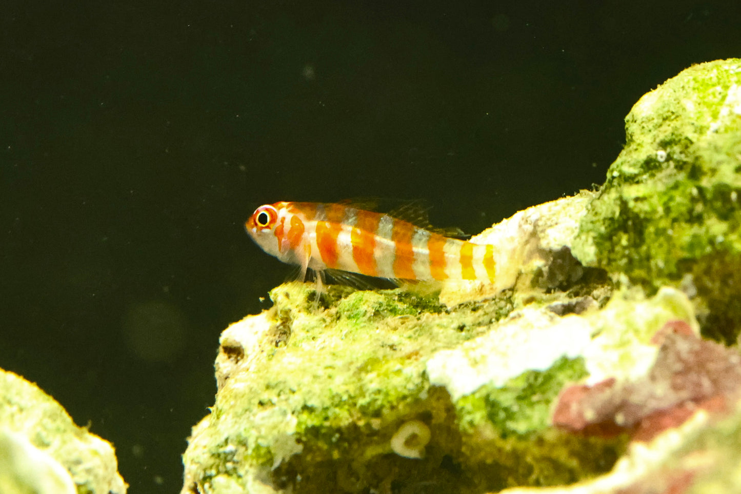 Firecracker Nano Goby