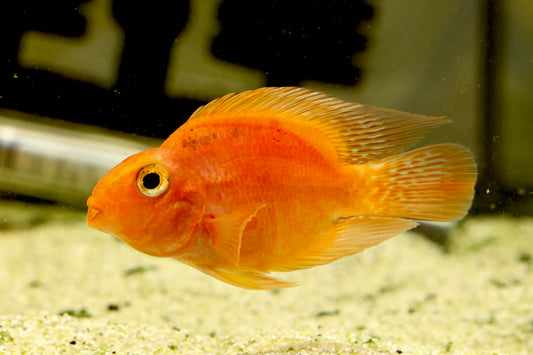 Blood-red Parrot Cichlid 8-9cm