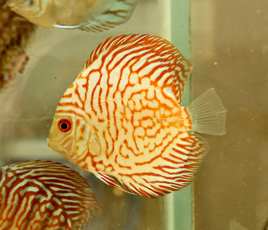 Assorted Premium Discus 7-10cm Body