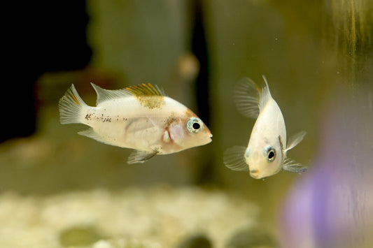 Veija fenestrata ‘Marbled’ - Lago Catemaco