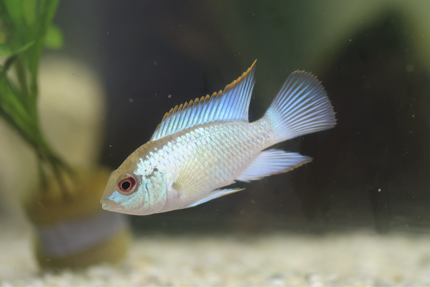 Electric Blue Acara 4-5cm