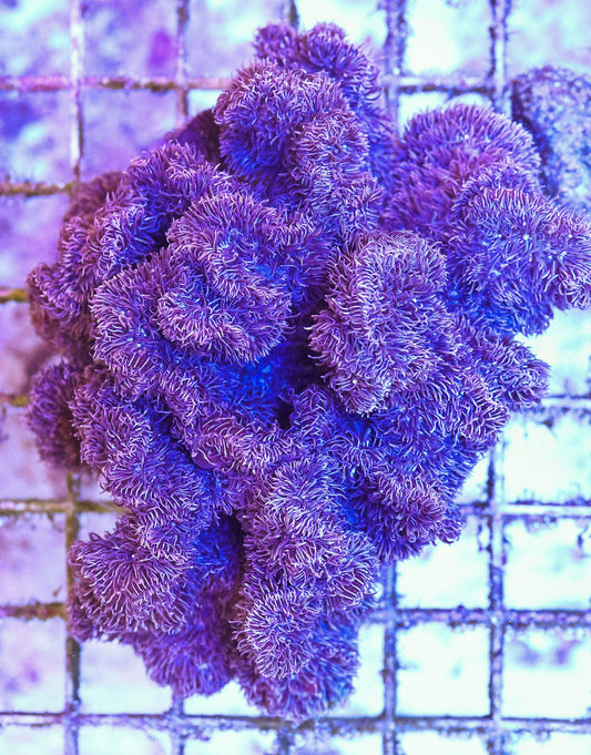 WYSIWYG Purple Pavona Colony