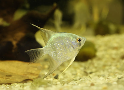 Assorted Angelfish 4-5cm