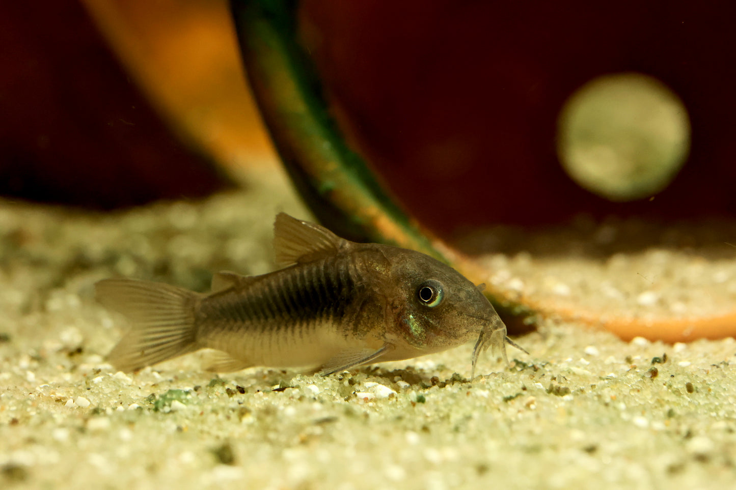 Bronze Cory 3cm