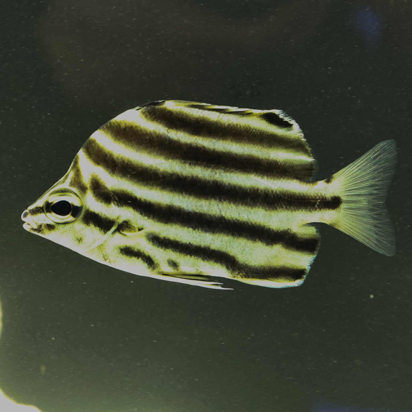 Australian Stripey 10-11cm