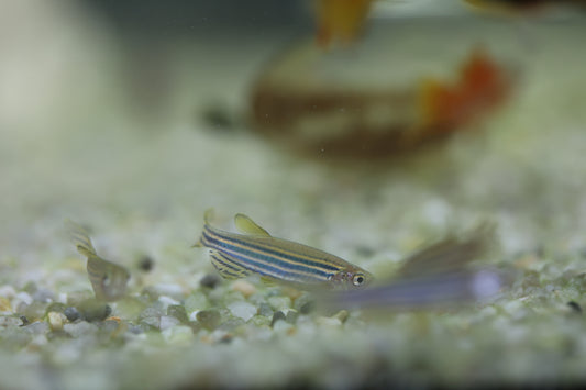 Zebra Danio 3cm