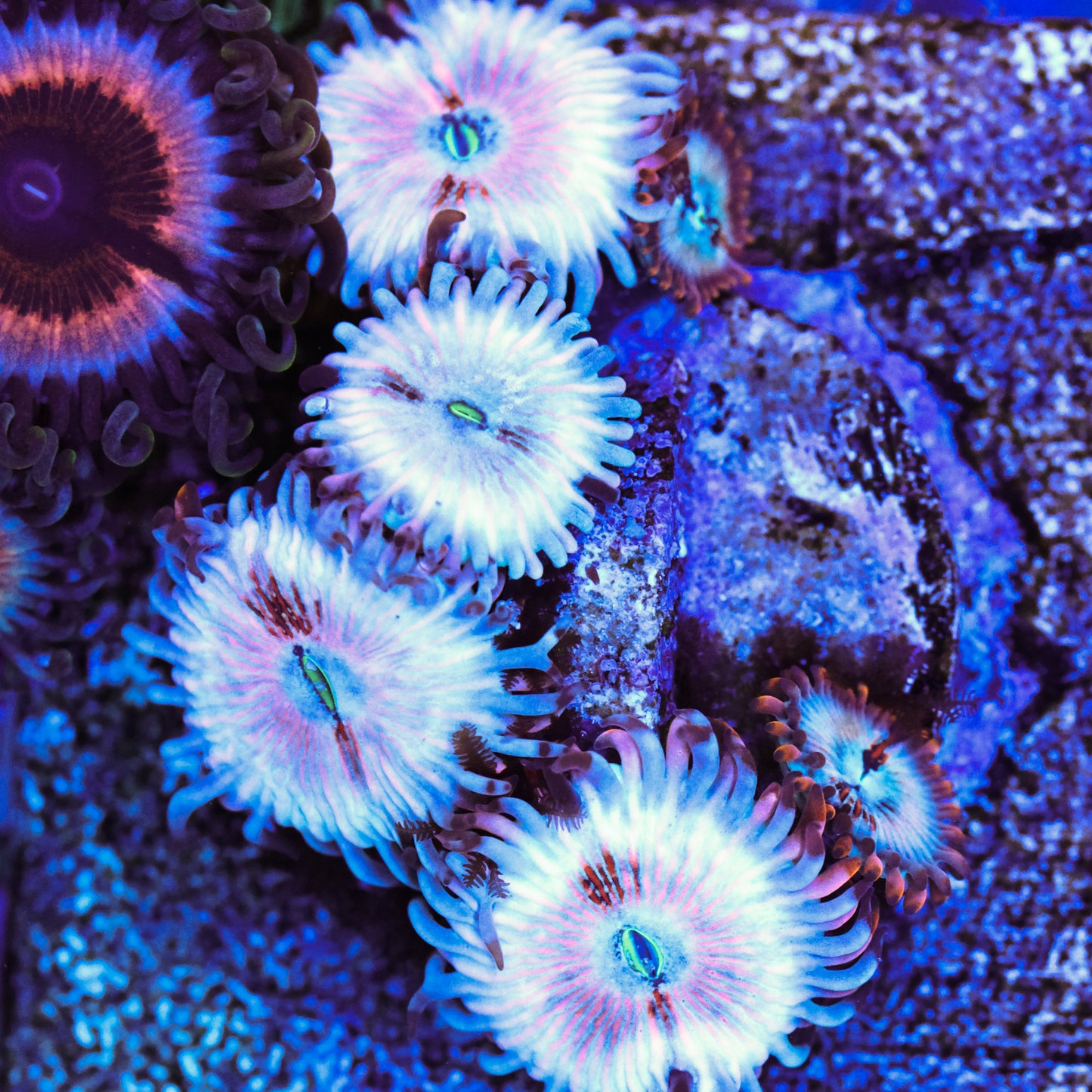 Seduction Zoa