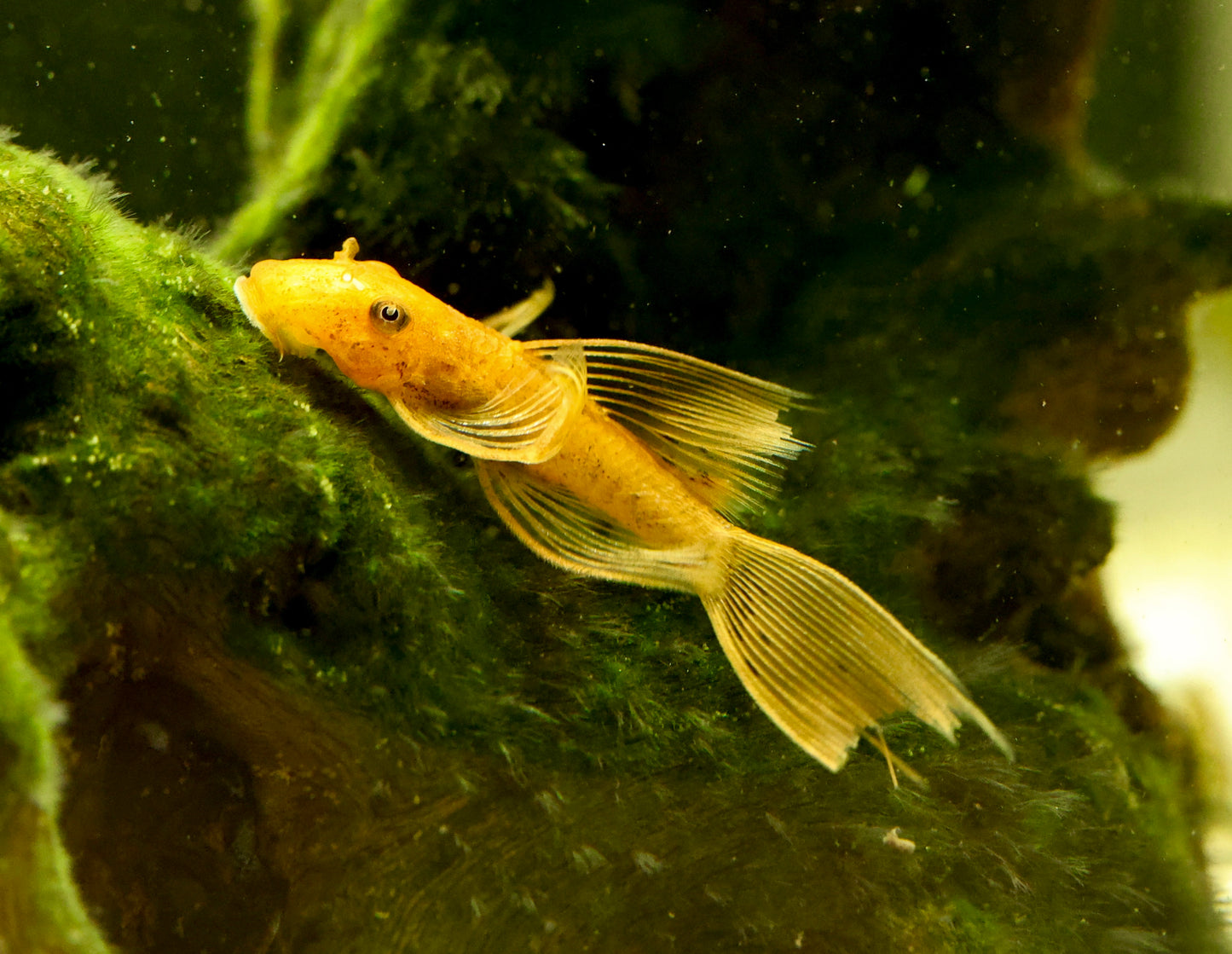 Long Fin Super Red Pleco 5-6cm Locally Bred