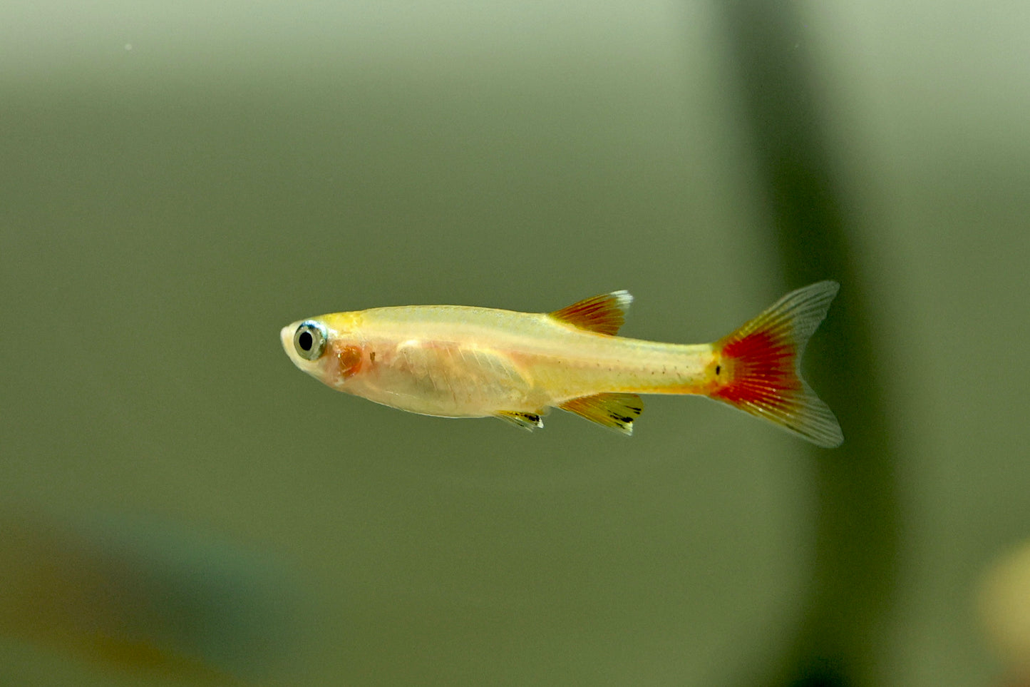 Golden White Cloud Mountain Minnow 2cm