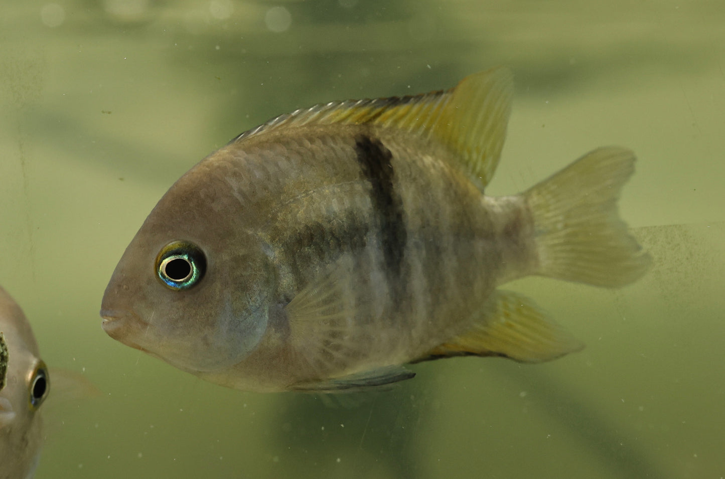 T-Bar/Sajica Cichlid 7-8cm