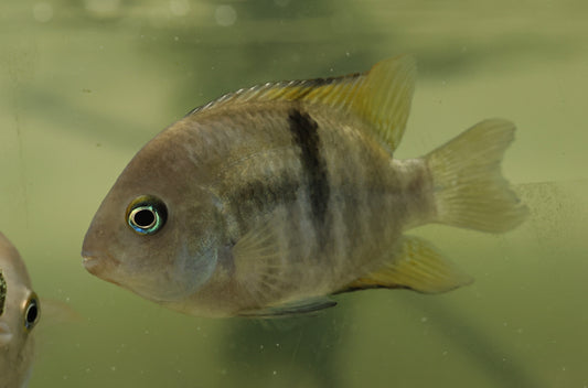 T-Bar/Sajica Cichlid 7-8cm