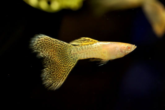 Albino Metal Yellow Lace Guppy PAIRS 2-3cm