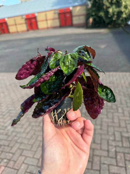 Hemiographis Colorata in 5cm Pot