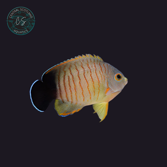 Tank bred Eibl’s Angelfish Centropyge eibli in UK reef aquarium