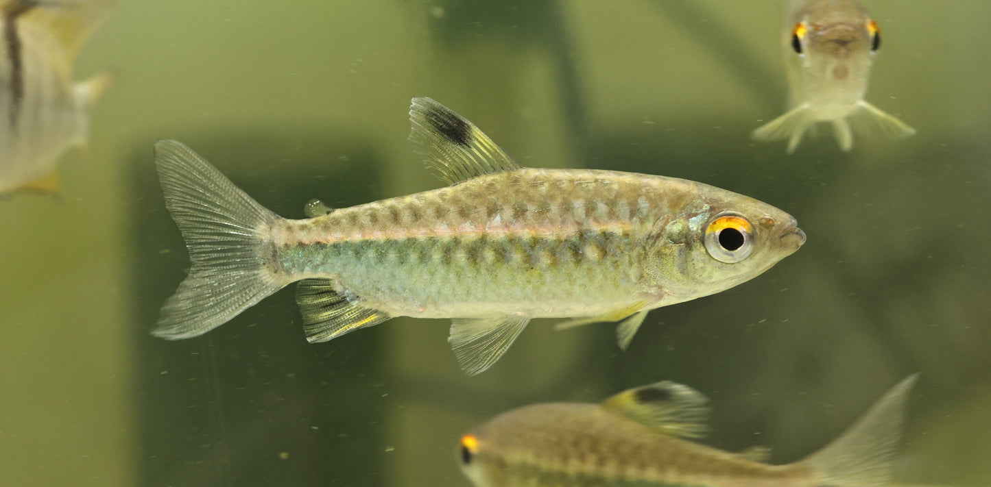 African Red Eye Tetra >7cm