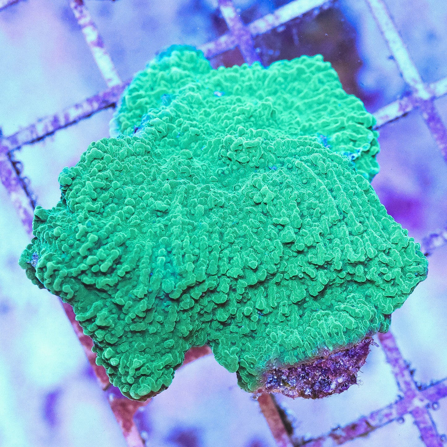 WYSIWYG Green Plating Montipora