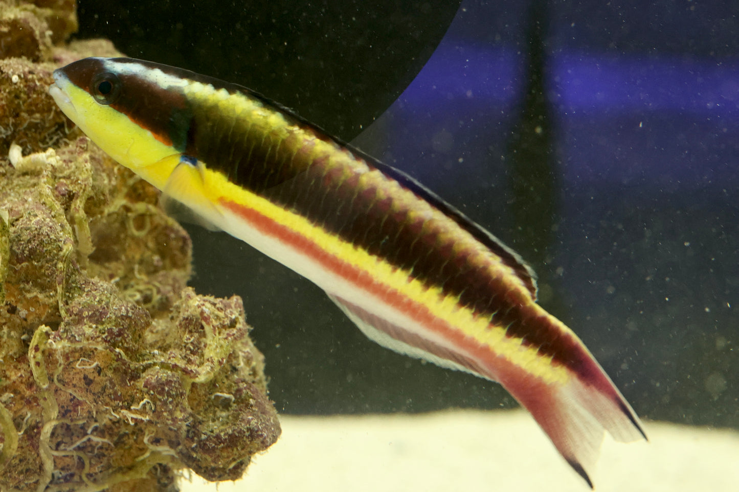 Mexican Wrasse (Thalassoma lucasanum)(Medium/Large)