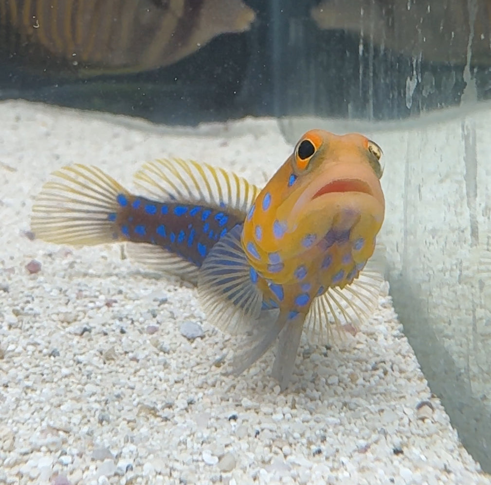 Blue Spot Jawfish (Medium)