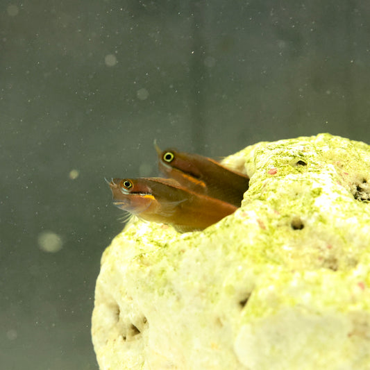 Gold Streak Blenny (Medium)