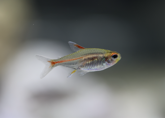 Glowlight Tetra 2cm